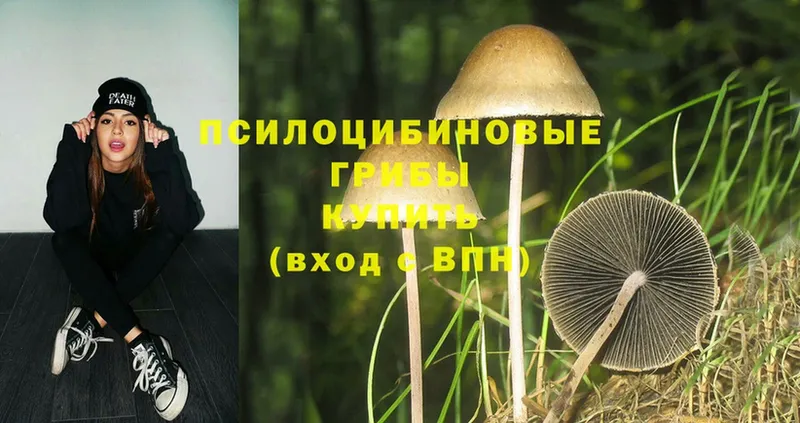 Псилоцибиновые грибы Cubensis  Семикаракорск 